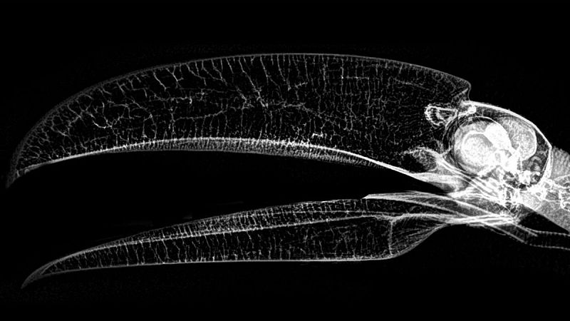 Los ranfástidos, conocidos comúnmente como tucanes, se caracterizan por poseer un pico muy desarrollado y vivos colores.