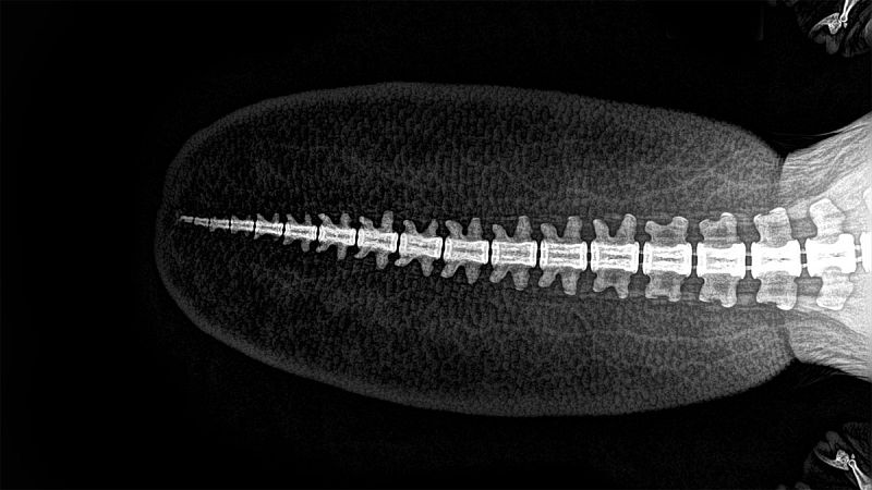 Los castores ('Castor') son un género de roedores semiacuáticos nativos de América del Norte y Eurasia que se caracterizan por grandes colas. Las utilizan únicamente como timón cuando nadan y para mantenerse en pie cuando se apoyan en sus patas tras