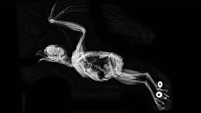 'Megascops asio' es común en el este de América del Norte, desde México a Canadá. También es conocido como autillo chillón o tecolote oriental.