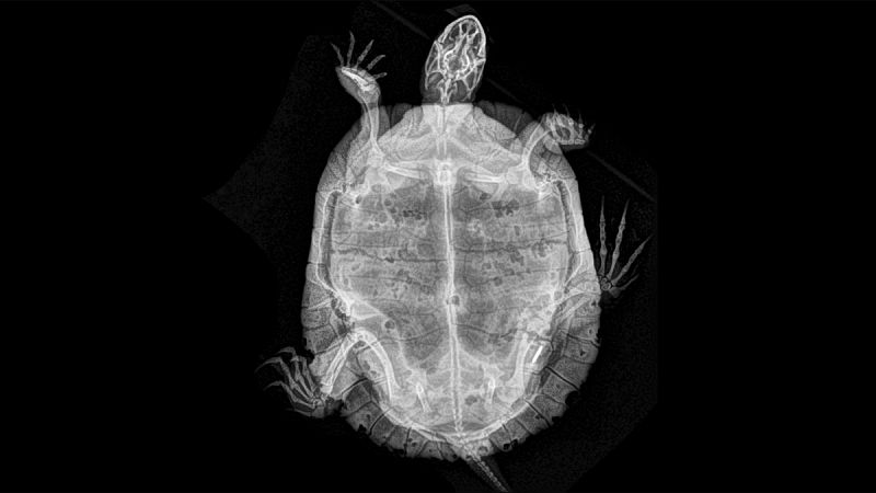 Las tortugas o quelonios ('Testudines') forman un orden de reptiles ('Sauropsida') caracterizados por tener un tronco ancho y corto, y un caparazón que protege los órganos internos de su cuerpo.