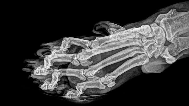  'Panthera tigris' es una de las cuatro¿ especies de la subfamilia de los panterinos pertenecientes al género Panthera. Pueden matar a un animal adulto de un solo golpe debido a sus grandes garras (miden alrededor de 7,5 cm de largo).