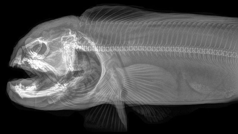 'Anarrhichthys ocellatus' es una especie de pez común en la costa pacífica de Norteamérica y Asia. Algunas tribus amerindias utilizaban su carne con fines rituales.