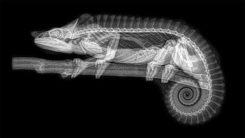 'Chamaeleonidae' son una familia de pequeños saurópsidos escamosos. Existen cerca de 161 especies, la mayor parte de ellas en África al sur del Sáhara.
