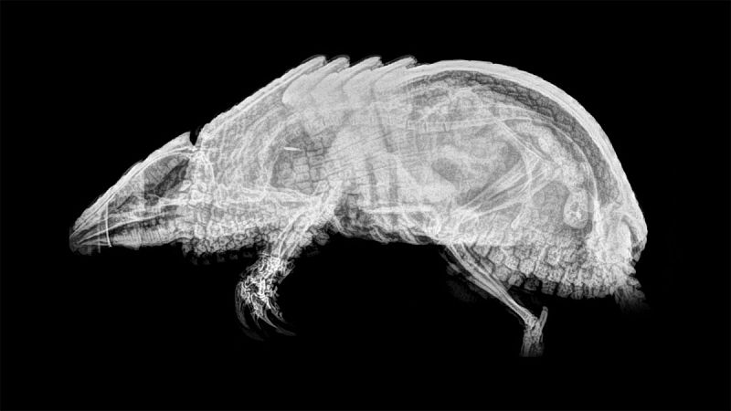 'Tolypeutes tricinctus' es una especie de armadillo endémica de Brasil. La población ha sufrido un descenso rápido de 30% en los últimos diez años.