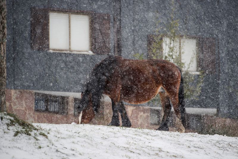 Un caballo pasta bajo la nieve caída en la localidad cántabra de Brañavieja