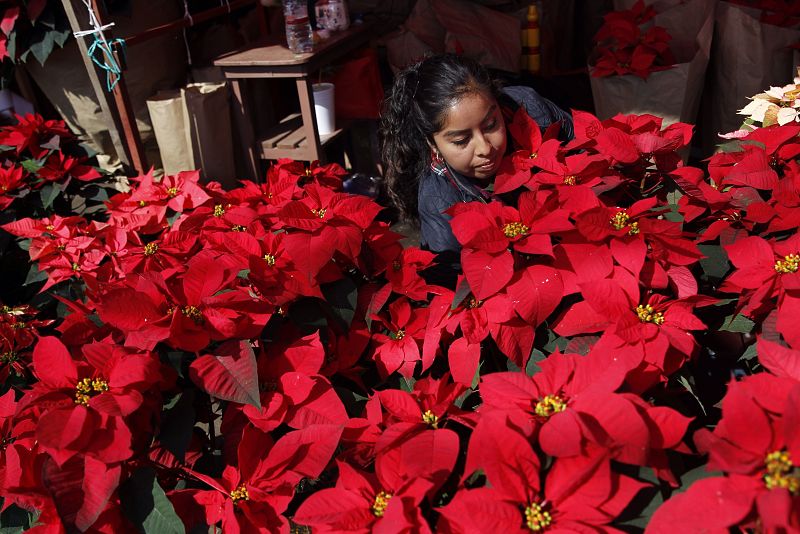 La flor de nochebuena cubre de rojo millones de hogares en México