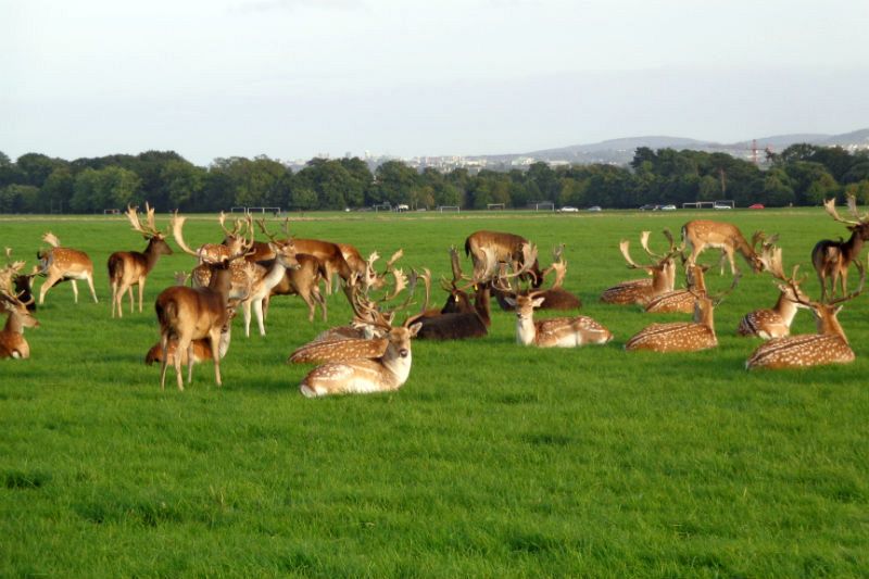 Phoenix Park