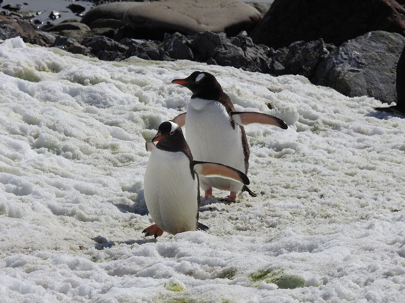 Vista de pingüinos papúa en Bahía Paraíso