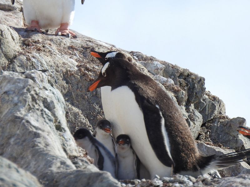 Pingüinos papúa en Bahía Paraíso