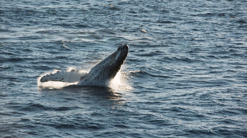 Vista de una ballena