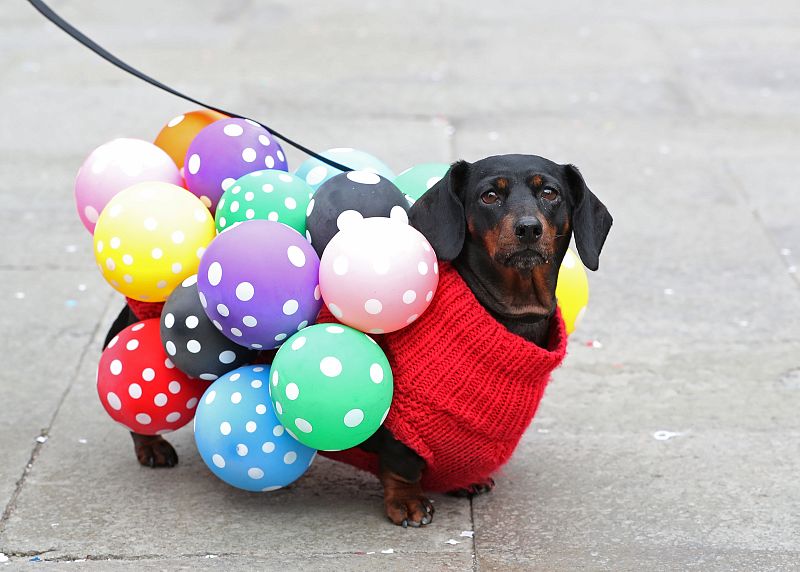 Un perro participa en el carnaval veneciano