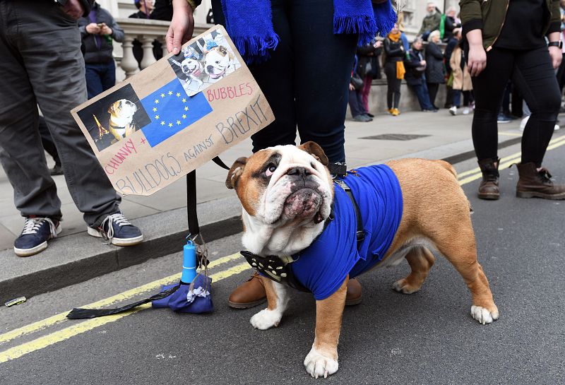 Un bulldog inglés con un jersey azul, en alusión al color de la bandera de la UE