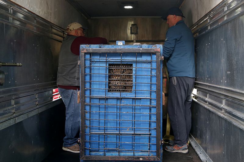 El león Lenci mirando con atención a través de la reja de la caja de transporte