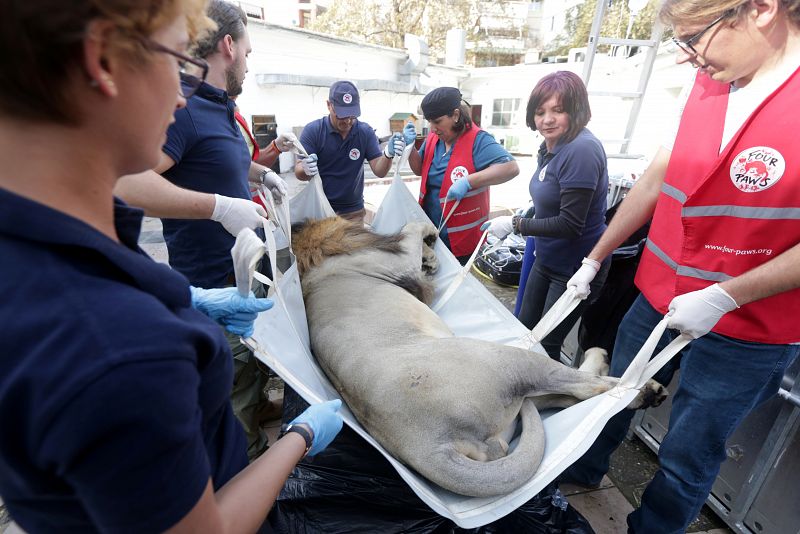 Activistas sanitarios transporando en una camilla a uno de los leones después de operarlo