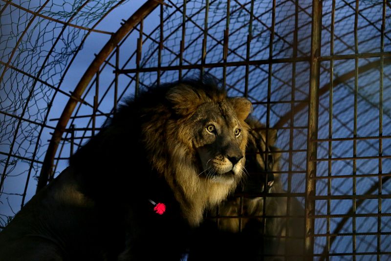 Un león en su jaula, con un dardo sedante