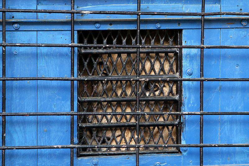 El león Lenci mirando a través de la reja dentro de su caja de transporte temporal