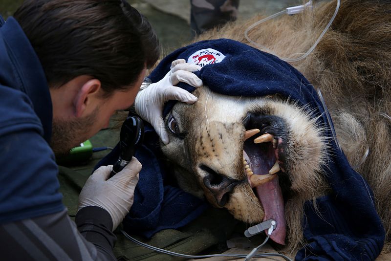 Uno de los veterinarios revisa la vista de un león