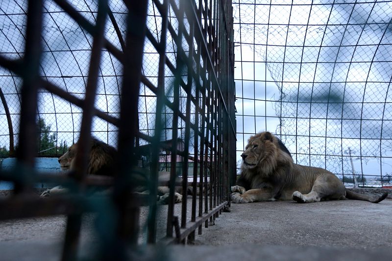 Dos leones en sus jaulas al aire libre