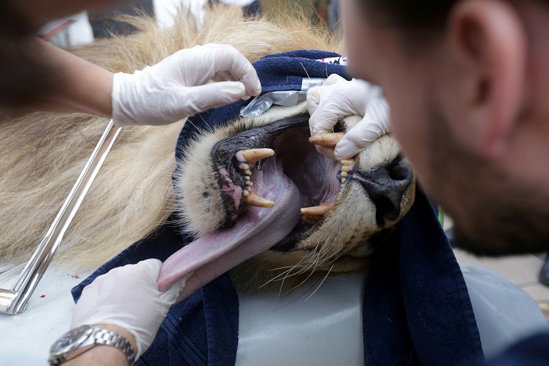 Los activistas inspeccionan la boca de uno de los leones