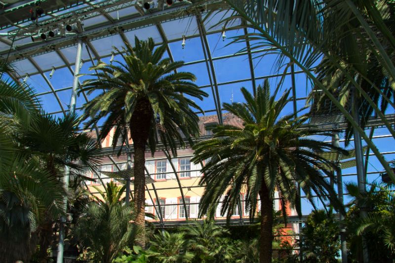 Invernadero de palmas en la isla de Mainau.