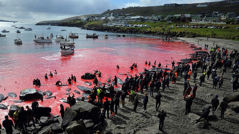 Cientos de personas participan en la masacre de calderones y delfines, que se repetirán a lo largo de los meses más cálidos, cuando estas especies migran hacia las gélidas aguas del norte en busca de alimento.