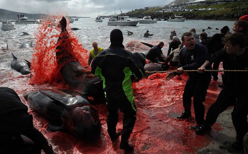 El gobierno de las Islas Feroe defiende la caza de cetáceos, como calderones y delfines, porque asegura que es sostenible y ayuda a la economía del archipiélago.