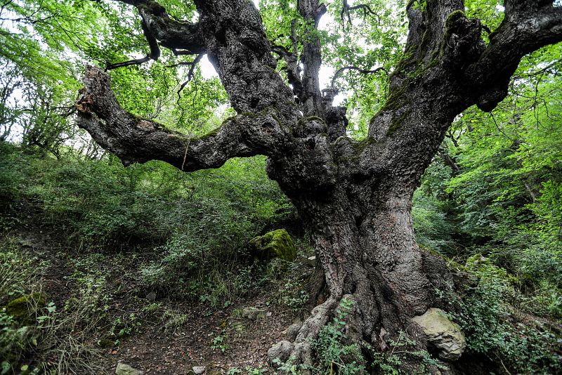 Bosques hircanianos