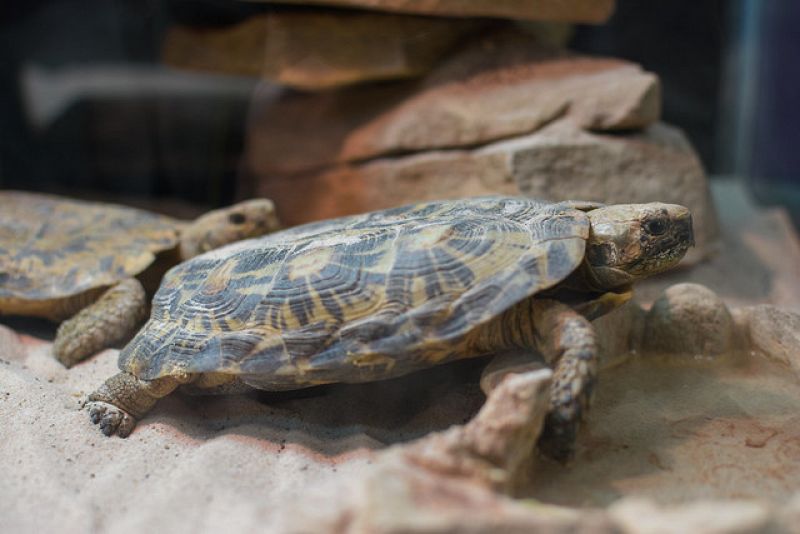 La tortuga de las rocas o tortuga panqueque es originaria de Tanzania y Kenia.