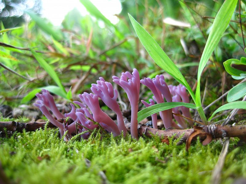La Clavaria zollingeri, comúnmente conocida como el coral violeta o el coral magenta, es una especie de hongo ampliamente distribuida en el mundo.