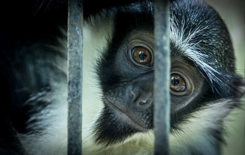  El cercopiteco de Roloway es una especie endémica de Costa de Marfil y Ghana.
