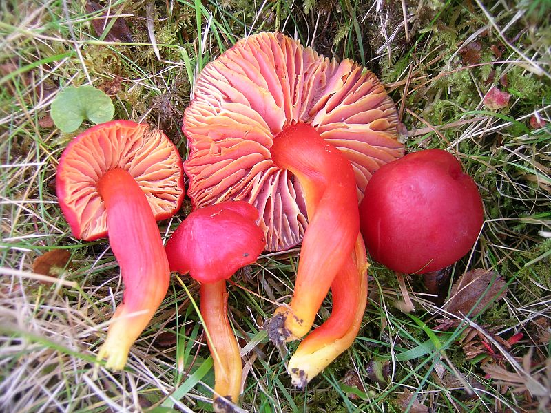 Hygrocybe splendidissima, comúnmente conocida como la espléndida capucha, es un hongo encontrado fundamentalmente en Europa.