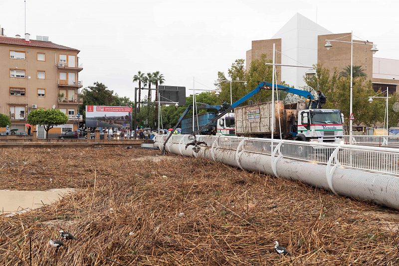 Gota fría: el aspecto del río Segura a su paso por la ciudad de Murcia