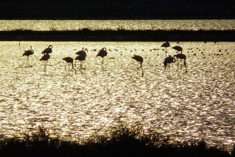 Flamencos en el estanque de Molentargius (Cagliari).