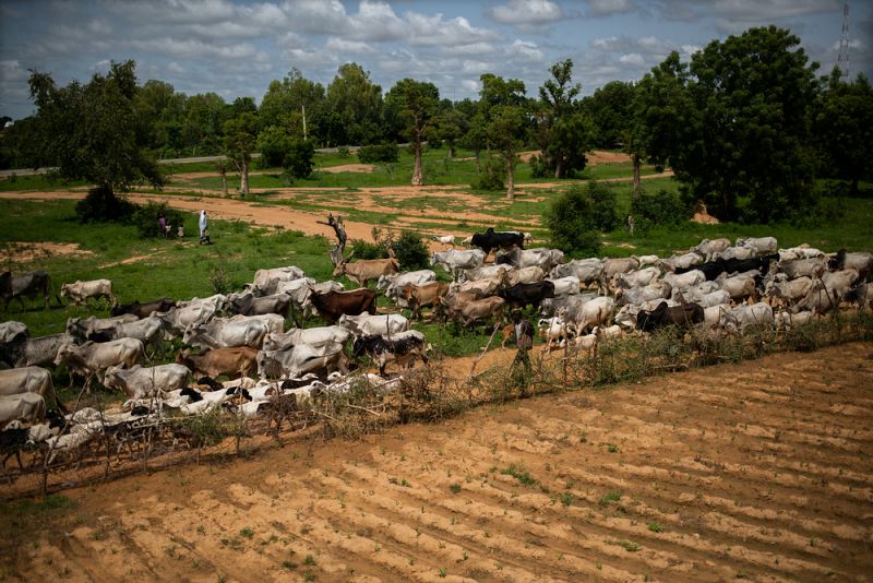 Nigeria: Huyendo de la violencia en el estado de Zamfara