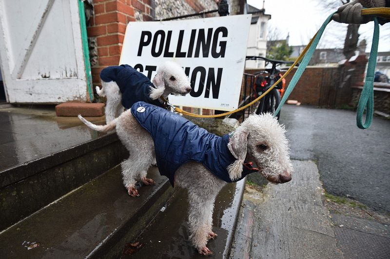 Kiki y Yoko salen de un colegio electoral con su dueño en Brighton, sur de Inglaterra, mientras Gran Bretaña celebra las Elecciones generales.