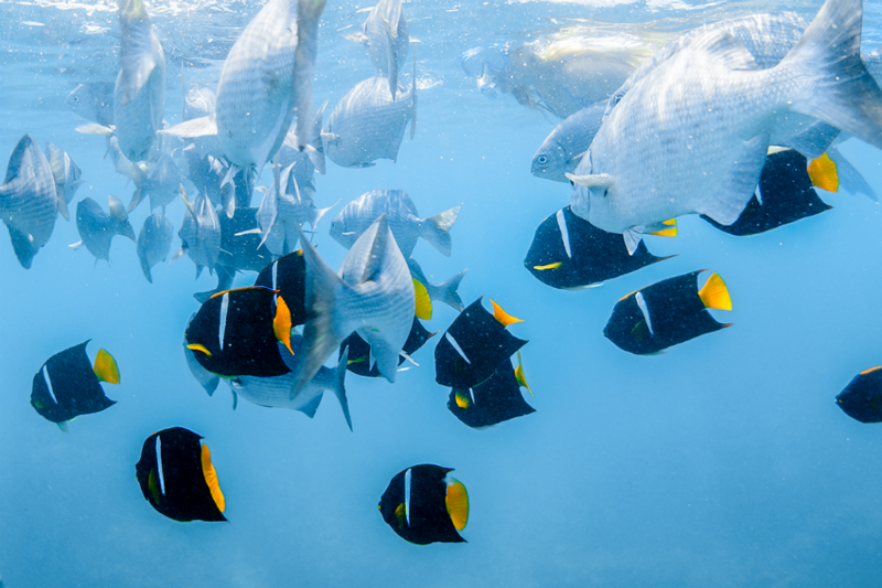 Buceo con esnórquel.