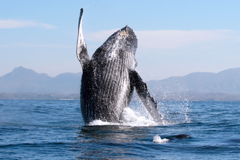 Avistamiento de ballenas.