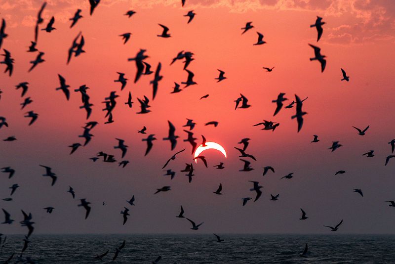 Imagen que muestra a las gaviotas volando sobre una playa en la ciudad de Kuwait, durante el eclipse solar (allí parcial).