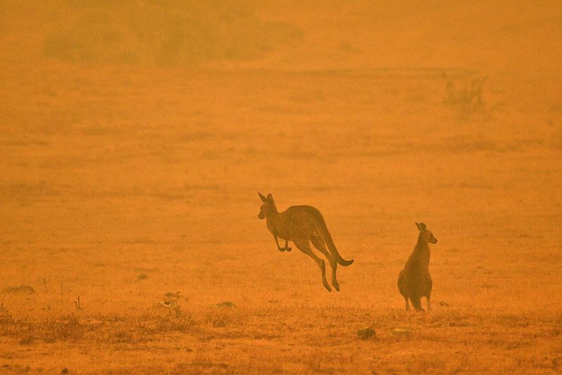 Dos canguros en medio del humo procedente del incendio de Snowy Valley, en las afueras de Cooma