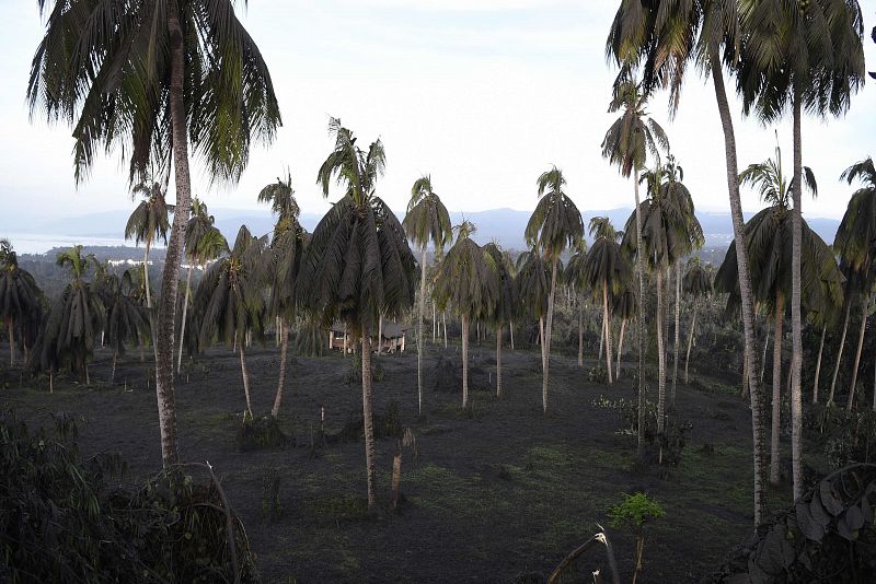 Cocoteros cargados de cenizas