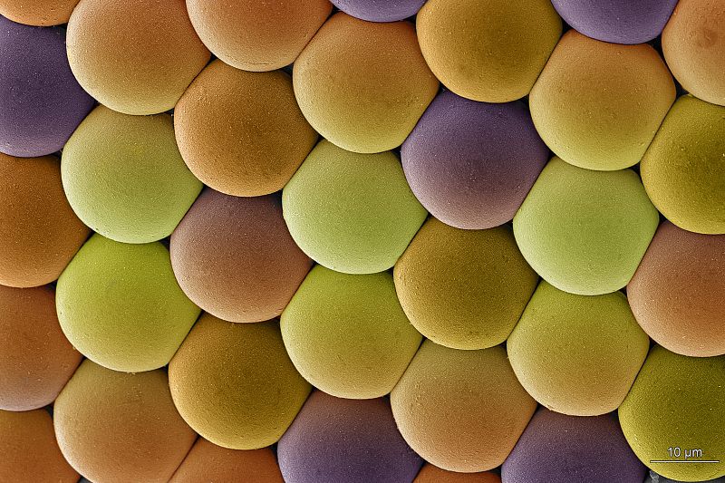 Lejos de un conjunto de deliciosos caramelos, esta foto muestra un grupo de unidades fotorreceptoras (omatidios) de las miles que forman los grandes ojos compuestos de los mosquitos. Aunque la visión de estos insectos aún no se comprende del todo, e