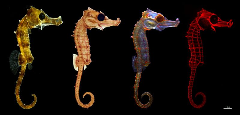 Los caballitos de mar poseen características que los hacen únicos entre todas las criaturas marinas. La imagen presenta algunas de estas singularidades a través de cuatro fotografías realizadas a un ejemplar de la especie Hippocampus reidi. La primer