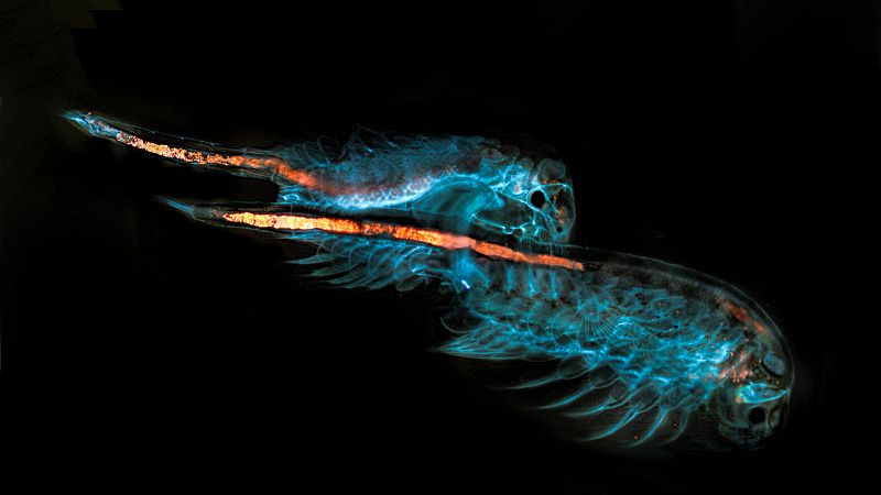 La fotografía, tomada con luz fluorescente, muestra el cortejo de dos crustáceos marinos del género Artemia. Lo más llamativo de la imagen es la iluminación naranja de los tractos digestivos, producida por micropartículas de plástico. Estos crustáce