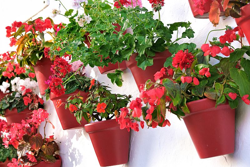 Flower pots decorating on white wall in the old town of Marbella