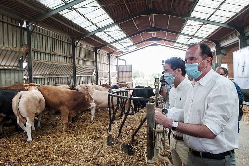 PP+Cs, en defensa del sector ganadero y manteniendo la tradición de ir a ver vacas en campaña