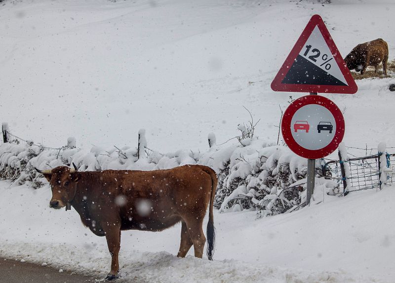 Una vaca se adentra en la calzada en la carretera que da acceso a Pajares, que se encuentra en nivel rojo, lo cual implica la prohibición de circulación de vehículos articulados, camiones y autobuses.