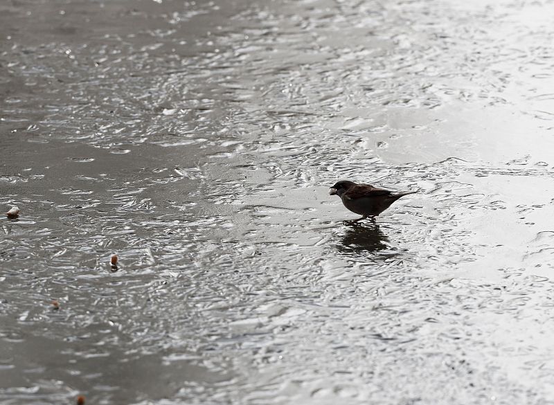 Un pájaro camina por la placa de hielo que cubre el lago del parque de Yamaguchi, Navarra.