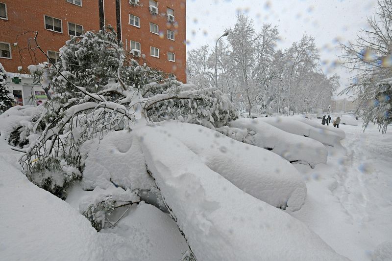 Árboles caídos sobre coches en un barrio de Vallecas, en Madrid.