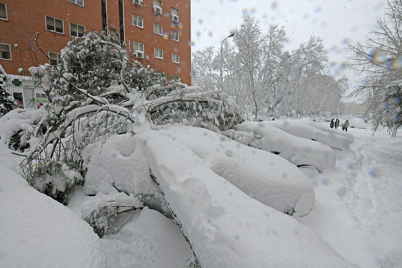 Árboles caídos sobre coches en un barrio de Vallecas, en Madrid.
