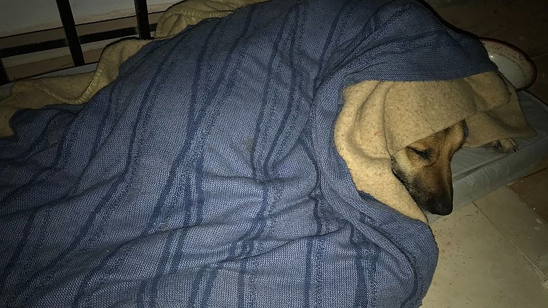 El frío también afecta a los animales domésticos